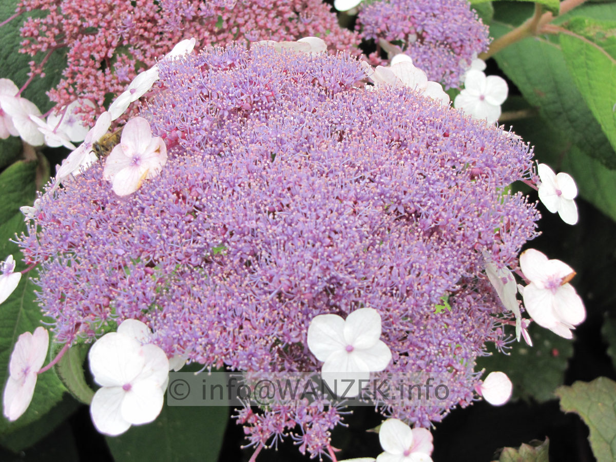 Hydrangea aspera Macrophylla 04.JPG